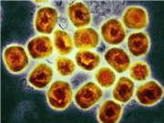 Virus đậu mùa khỉ đang đột biến